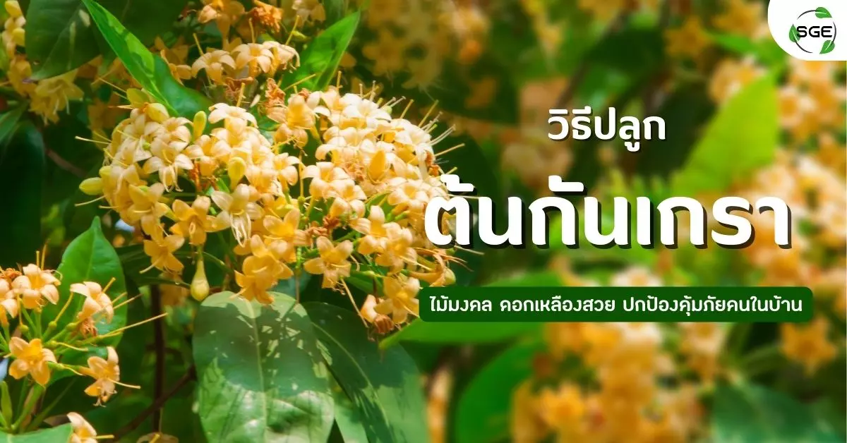 วิธีปลูก ต้นกันเกรา ไม้มงคล ดอกเหลืองสวย ปกป้องคุ้มภัยคนในบ้าน วิธีปลูก ต้นกันเกรา ไม้มงคล ดอกเหลืองสวย ปกป้องคุ้มภัยคนในบ้าน