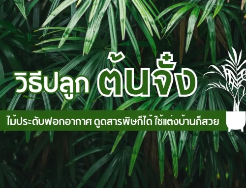 วิธีปลูก ต้นจั๋ง ต้นไม้ฟอกอากาศ ดูดสารพิษก็ได้ ใช้แต่งบ้านก็สวย
