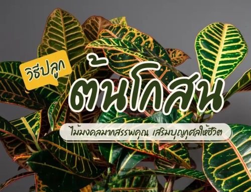 วิธีปลูก ต้นโกสน ไม้มงคลใบสวย มากสรรพคุณ เสริมบุญกุศลให้ชีวิต