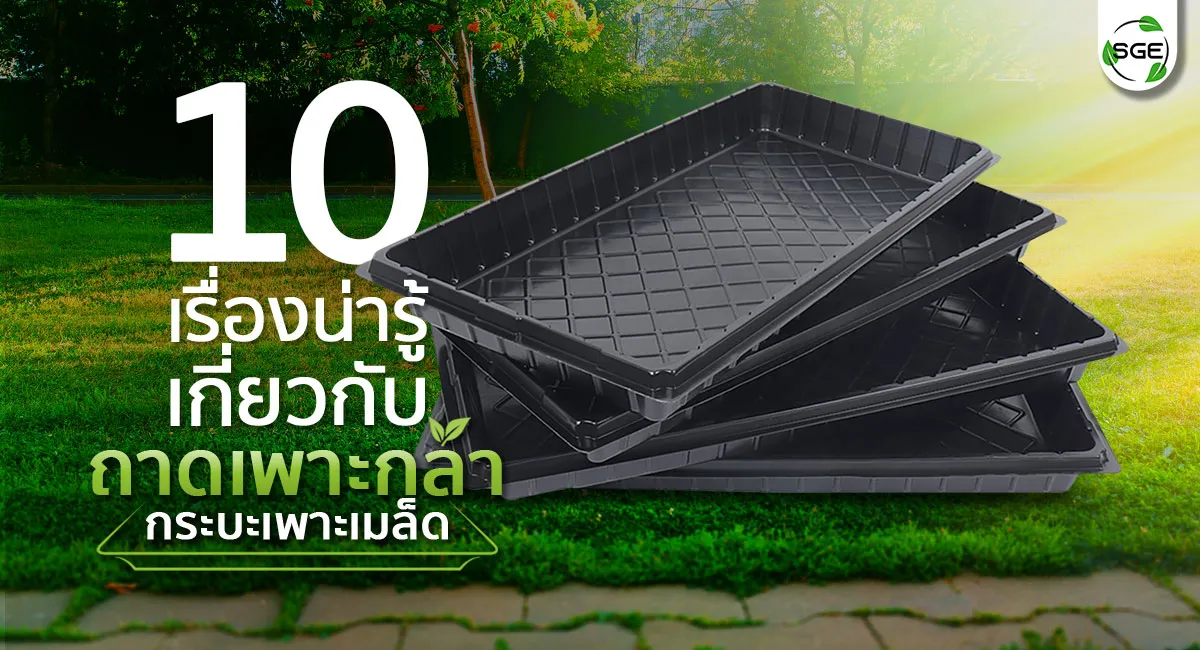 ถาดเพาะกล้า-10-เรื่องน่ารู้-1_6 ถาดเพาะกล้า-10-เรื่องน่ารู้-1_6