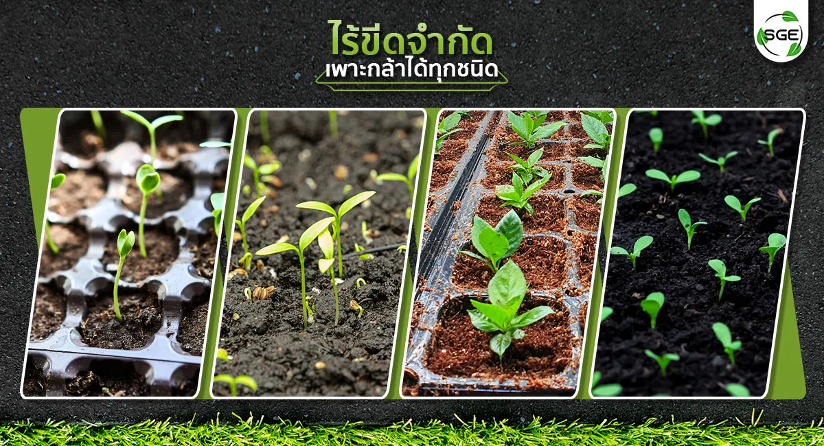 ถาดเพาะกล้า-12_8 ถาดเพาะกล้า-12_8