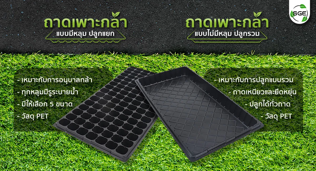 ถาดเพาะกล้า-3_16 ถาดเพาะกล้า-3_16