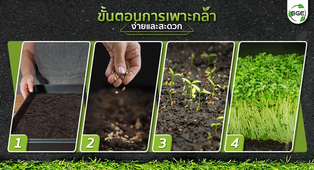 ถาดเพาะกล้า-4_17 ถาดเพาะกล้า-4_17
