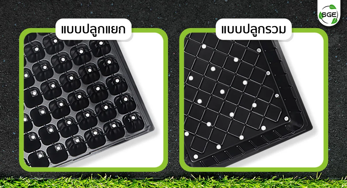 ถาดเพาะกล้า-7_3 ถาดเพาะกล้า-7_3