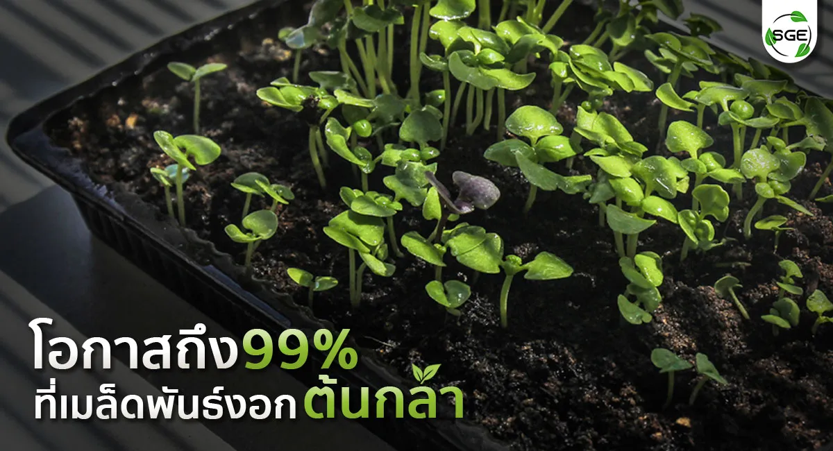 ถาดเพาะกล้า-8_4 ถาดเพาะกล้า-8_4