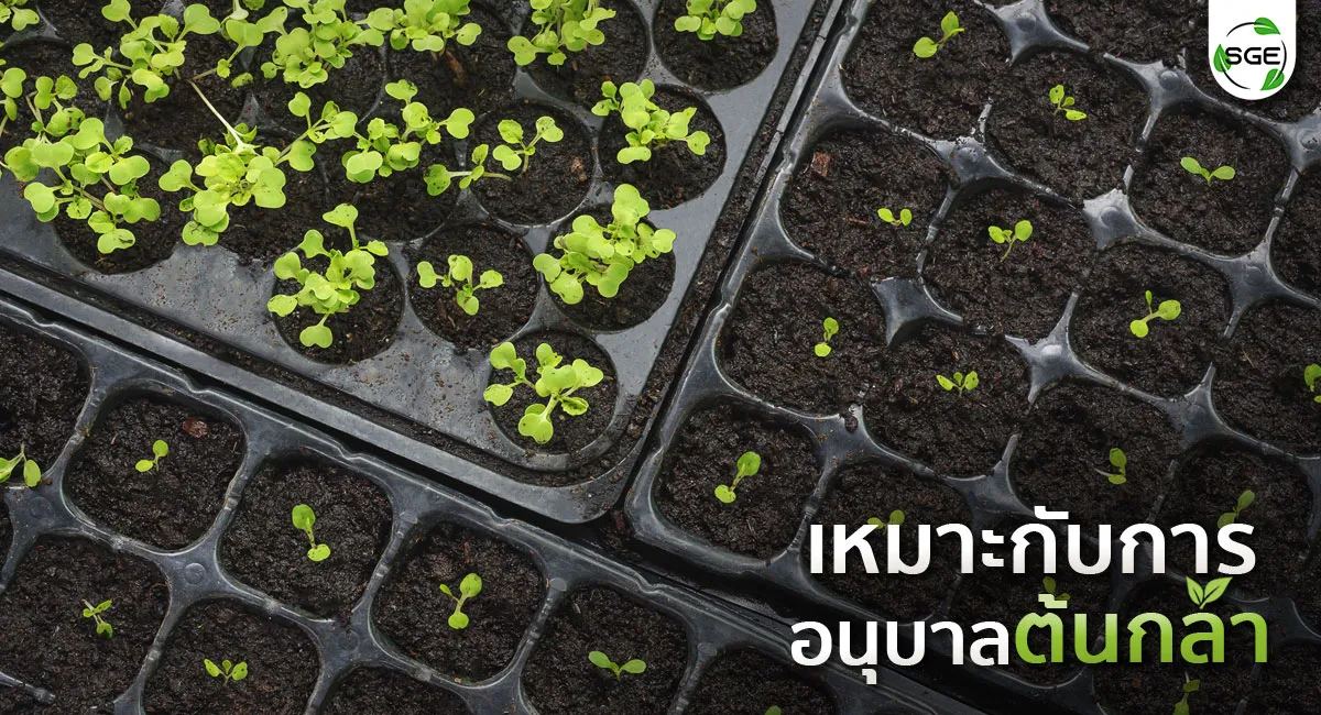 ถาดเพาะกล้า-9_5 ถาดเพาะกล้า-9_5