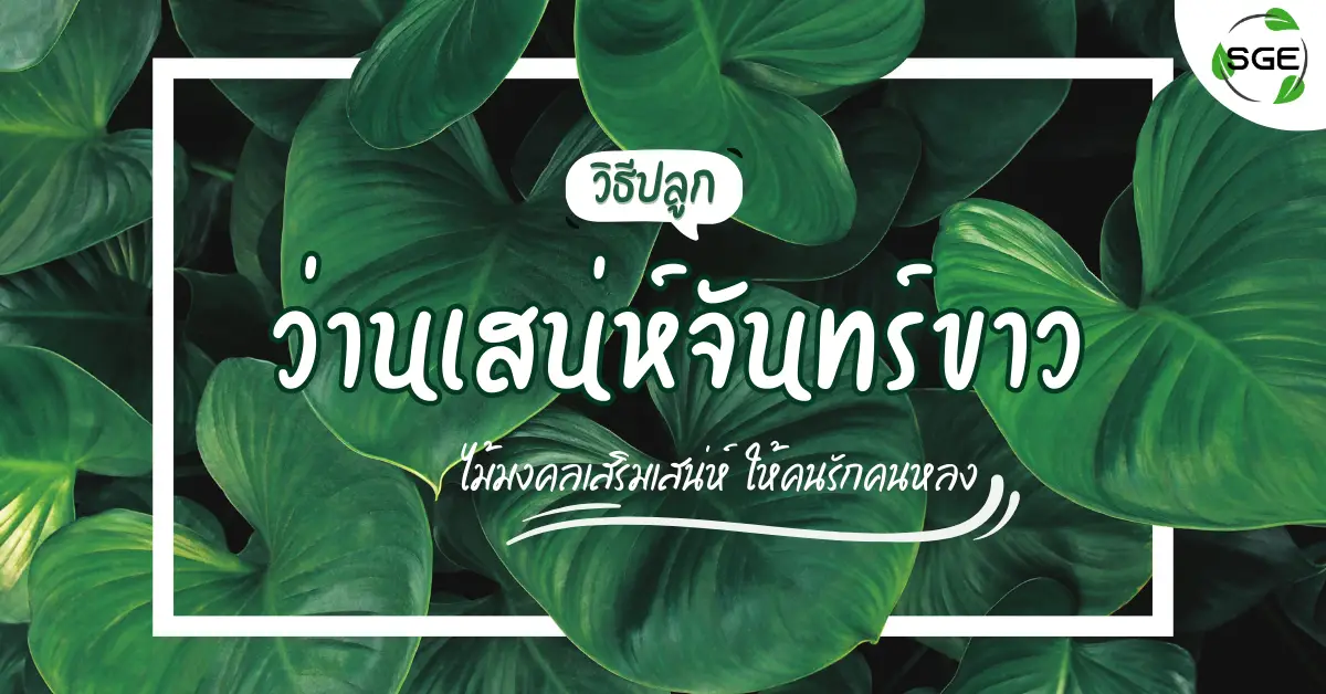 วิธีปลูก ว่านเสน่ห์จันทร์ขาว ไม้มงคลเสริมเสน่ห์ ให้คนรักคนหลง