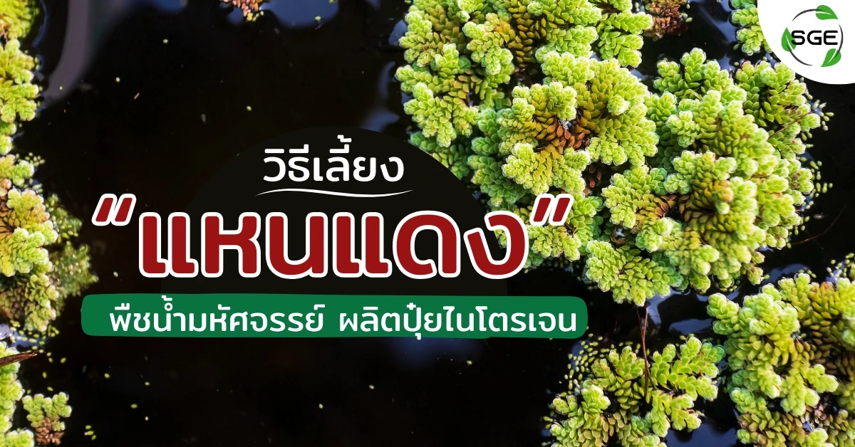 Azolla pinnata รู้จัก "แหนแดง" พืชน้ำมหัศจรรย์ ผลิตปุ๋ยไนโตรเจน มีวิธีเลี้ยงอย่างไร?