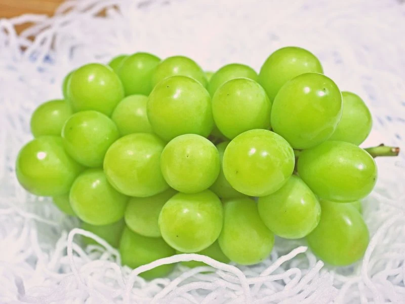 Image01_13 องุ่นไซมัสคัส
