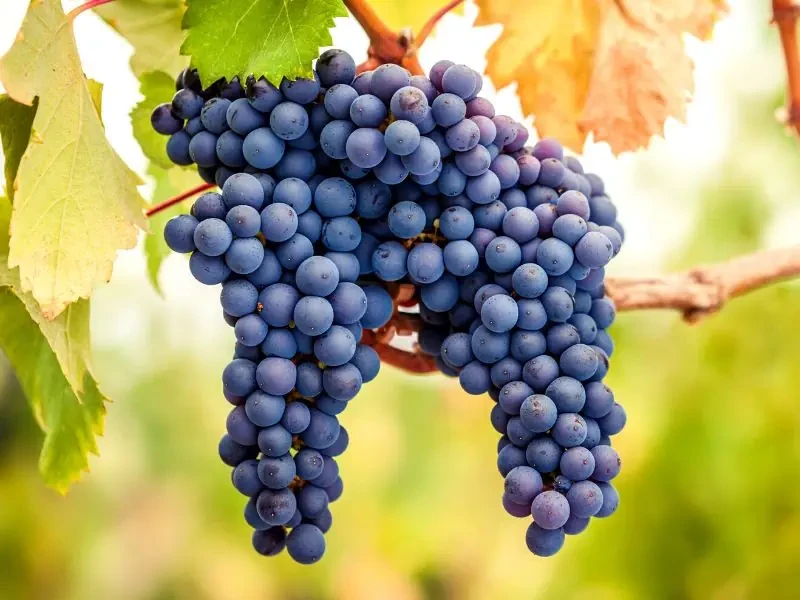 Pinot Noir
