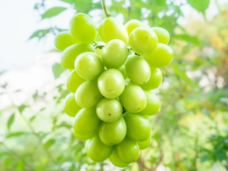 Image03_11 องุ่นไซมัสคัส
