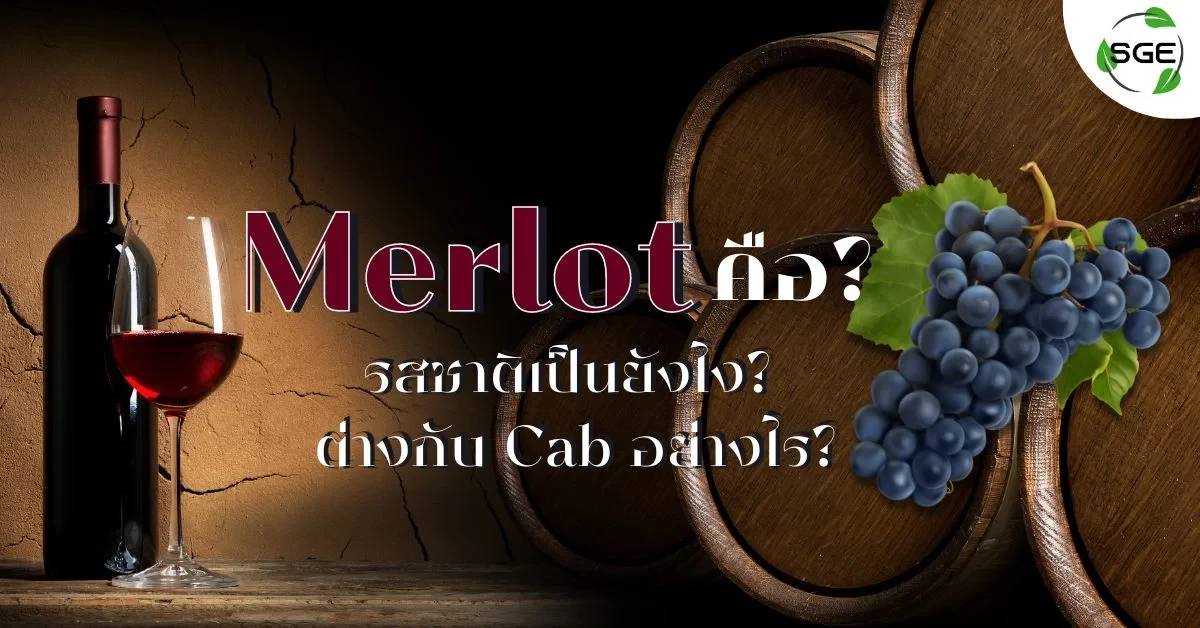 Merlot คือ ต่างกับ Cabernet Sauvignon อย่างไร?