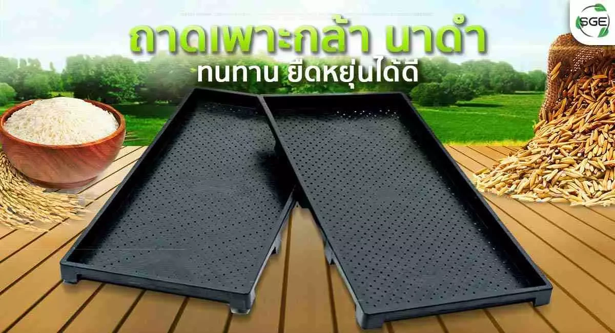 Product ถาดเพาะกล้า-นาดำ-หน้าปก