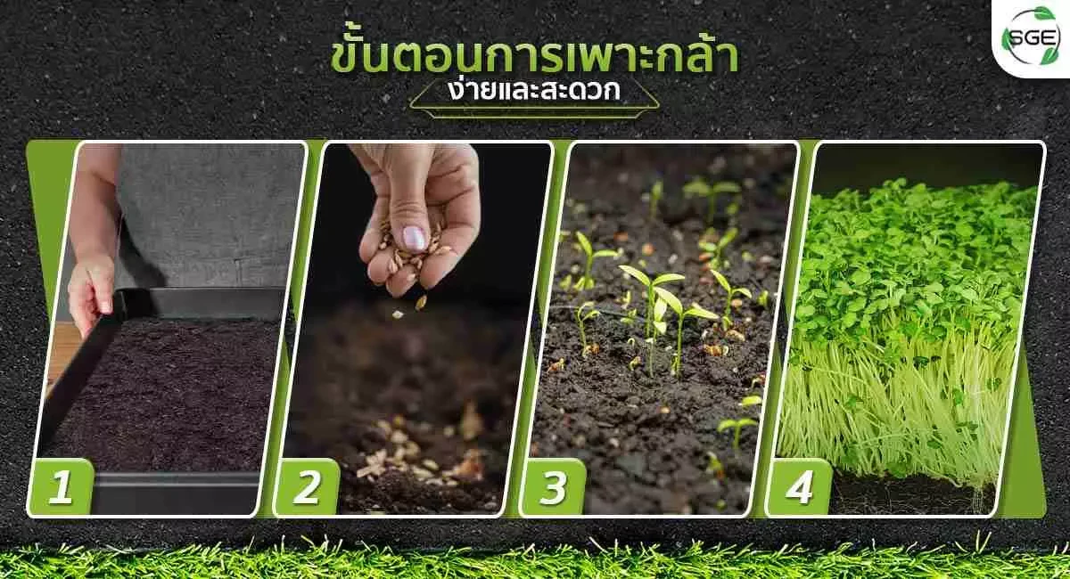 Product ถาดเพาะกล้า-นาโยน-ขั้นตอนการเพาะปลูก