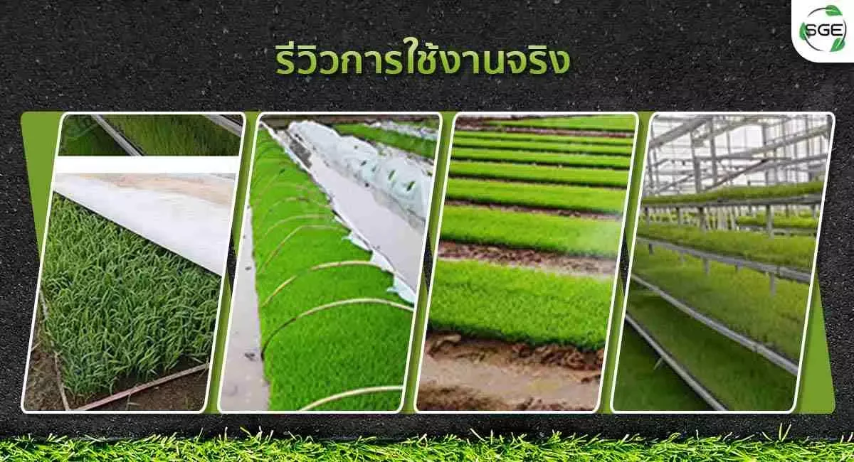 Product ถาดเพาะกล้า-นาโยน-รีวิวใช้งานจริง