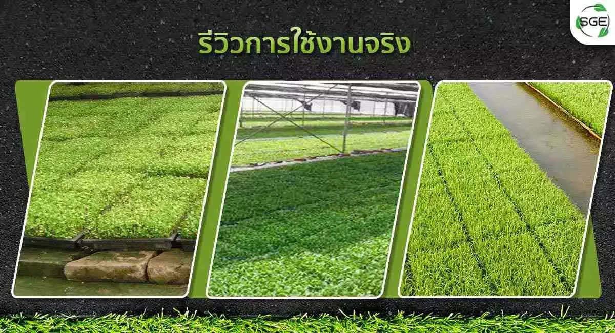 Product ถาดเพาะกล้านาดำ-รีวิวใช้งานจริง