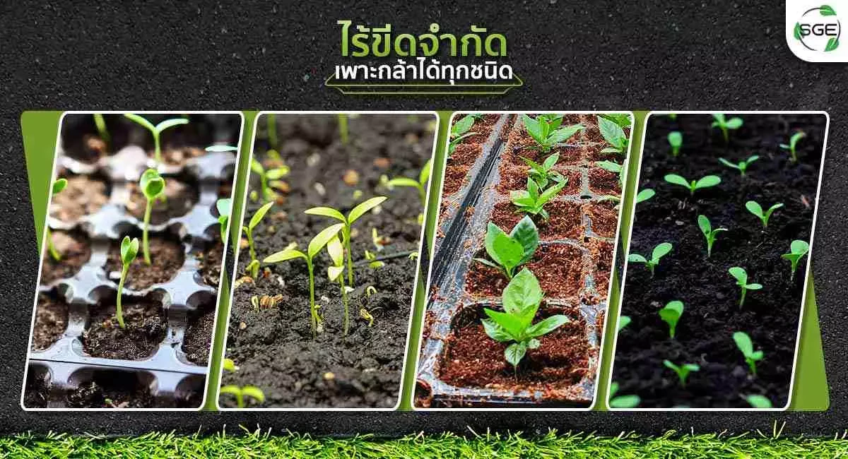 ถาดเพาะกล้าวงกลม-เพาะกล้าได้ทุกชนิด