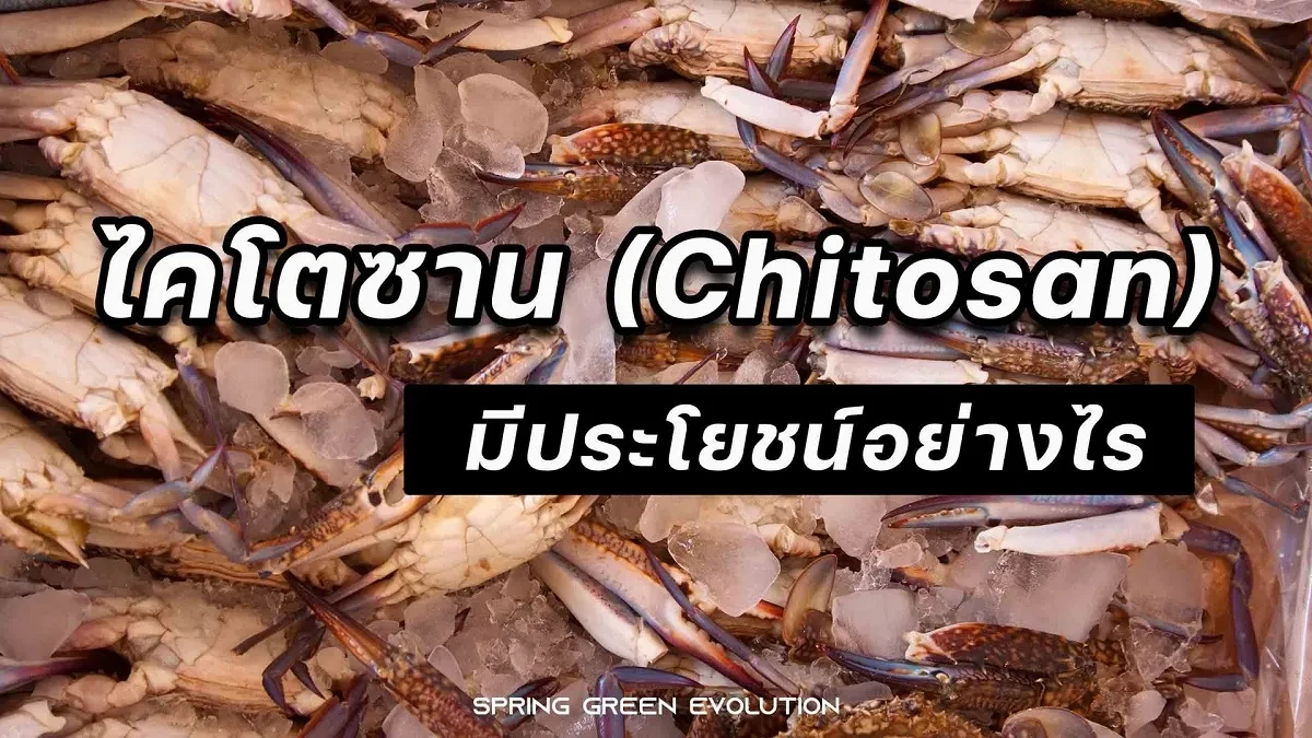 ไคโตซาน-2021