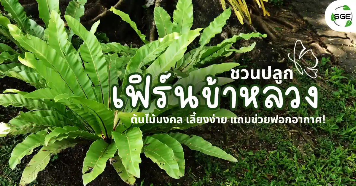 ชวนปลูก เฟิร์นข้าหลวง ต้นไม้มงคล เลี้ยงง่าย แถมช่วยฟอกอากาศ!