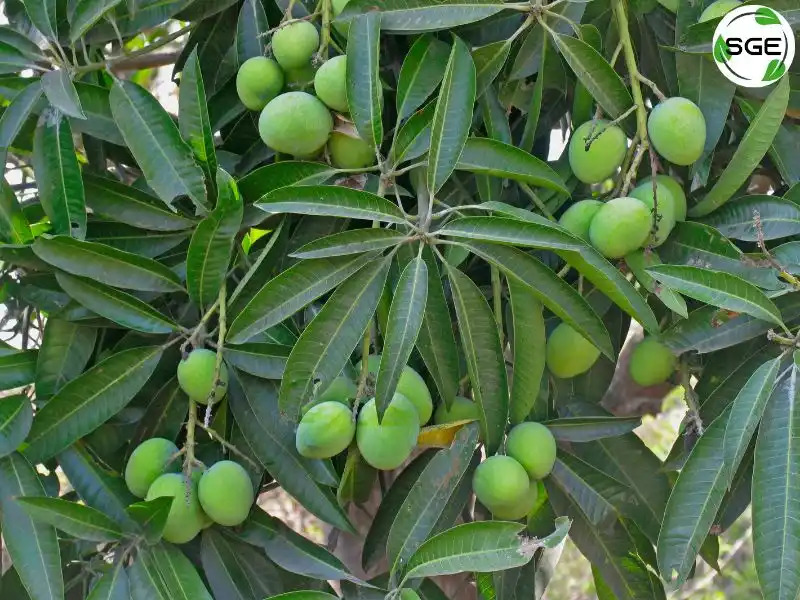 วิธีปลูกมะม่วงเบา-mini-mango-12