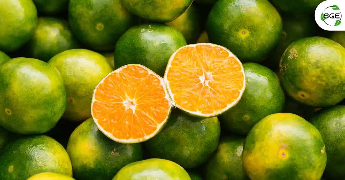 ส้มเขียวหวาน ผลไม้เศรษฐกิจ มีดีกว่าที่คิด ประโยชน์และสรรพคุณเพียบ!