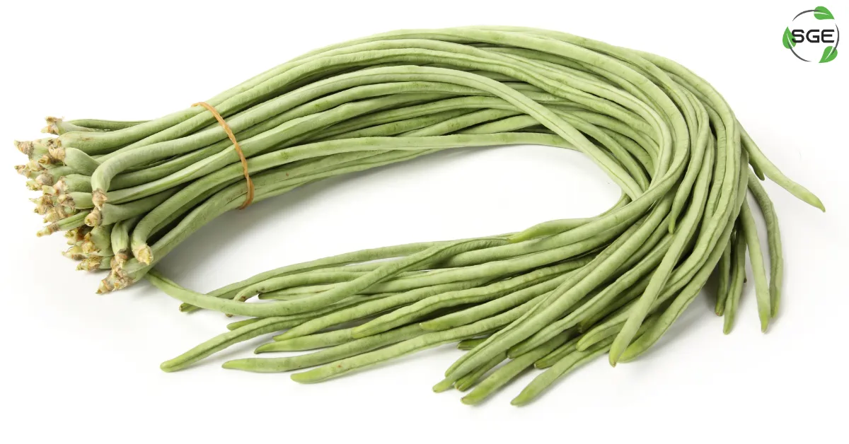 ถั่วฝักยาว (yard long bean) ประโยชน์ โทษที่ควรรู้ เมนูถั่วฝักยาว