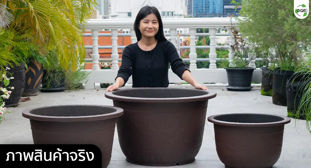 Banner-PD-Red Dragon Pot (11) กระถางพลาสติกใบใหญ่
