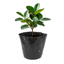 POT-D210x210
