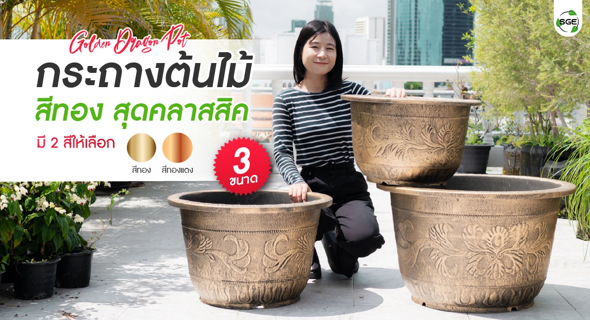 welcome banner-golden Dragon pot-100
