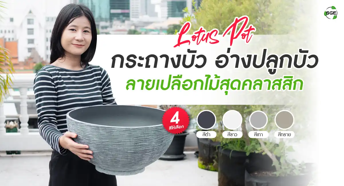 กระถางบัว กระถางบัวพลาสติก ลายเปลือกไม้