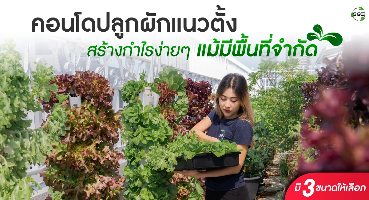 คอนโดปลูกผักแนวตั้ง ชุดปลูกผักแนวตั้ง ไฮโดรโปนิกส์ ติดตั้งได้ แม้พื้นที่น้อย