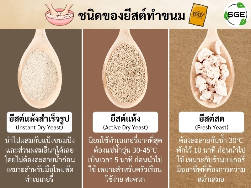 ยีสต์ทำขนม มีกี่ชนิด