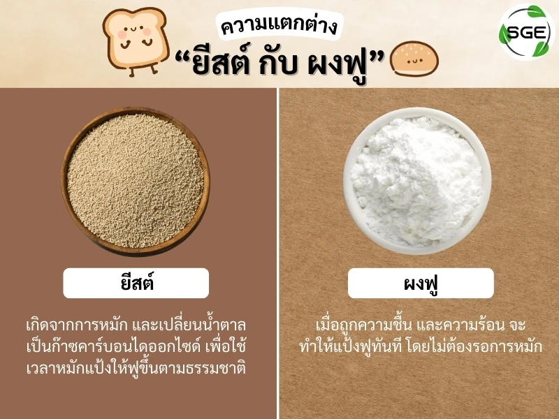 ความแตกต่าง ยีสต์ กับ ผงฟู