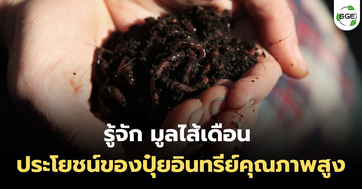 รู้จัก มูลไส้เดือน ปุ๋ยอินทรีย์คุณภาพสูง ประโยชน์มากกว่าที่คิด รู้จัก มูลไส้เดือน ปุ๋ยอินทรีย์คุณภาพสูง ประโยชน์มากกว่าที่คิด