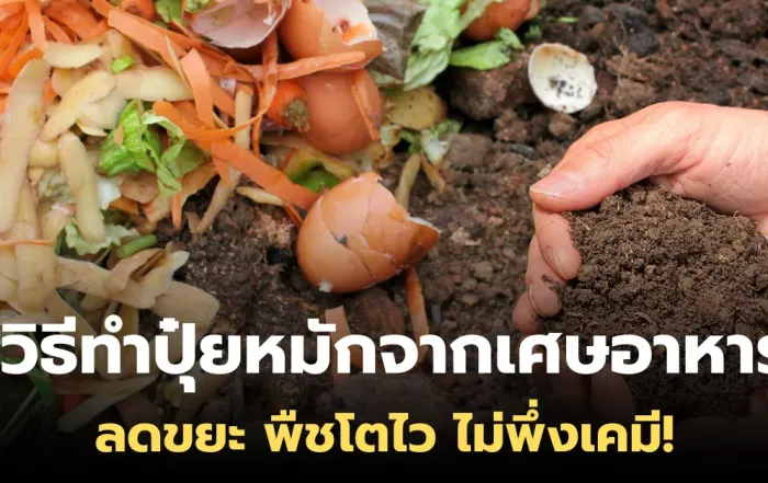 วิธีทำปุ๋ยหมักจากเศษอาหาร ลดขยะ พืชโตไว ไม่พึ่งเคมี!