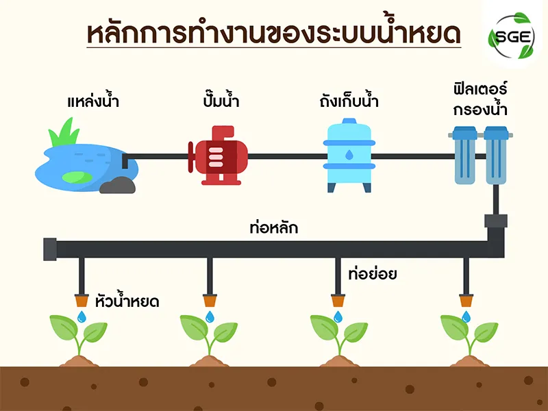 หลักการทำงานของระบบน้ำหยด infographic หลักการทำงานของระบบน้ำหยดแบบง่าย