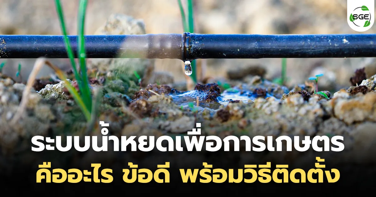 ระบบน้ำหยดเพื่อการเกษตร คืออะไร ข้อดี พร้อมวิธีติดตั้ง