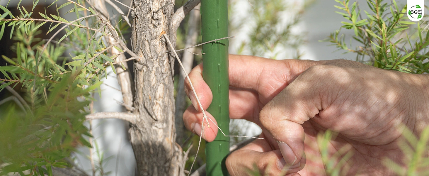 ภาพสินค้าจริง 03 ไม้ค้ำต้นไม้ หลักไม้ค้ำ หลักไม้เลื้อย วัสดุเหล็กหุ้มพลาสติก ขนาด Ø8, Ø11, Ø16 มม.