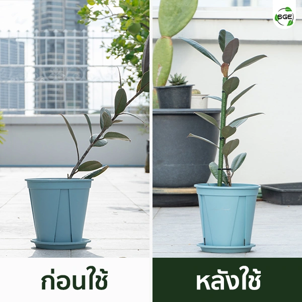 SQUARE-Tree-Support-7