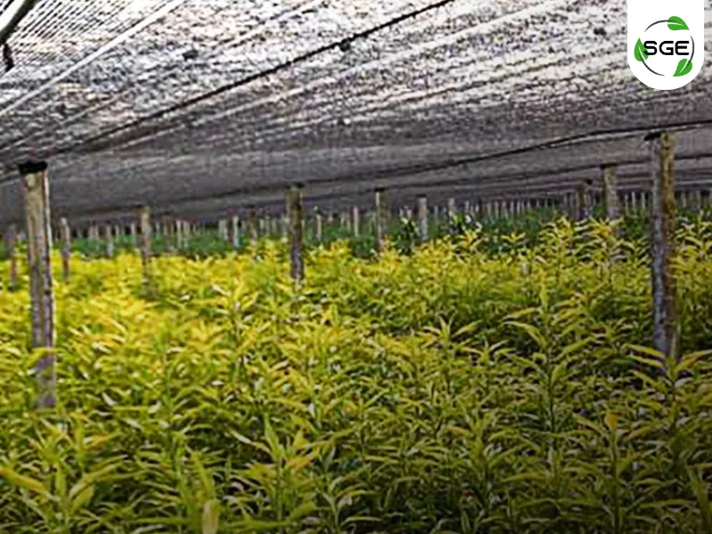 สแลนกันแดดสีดำ