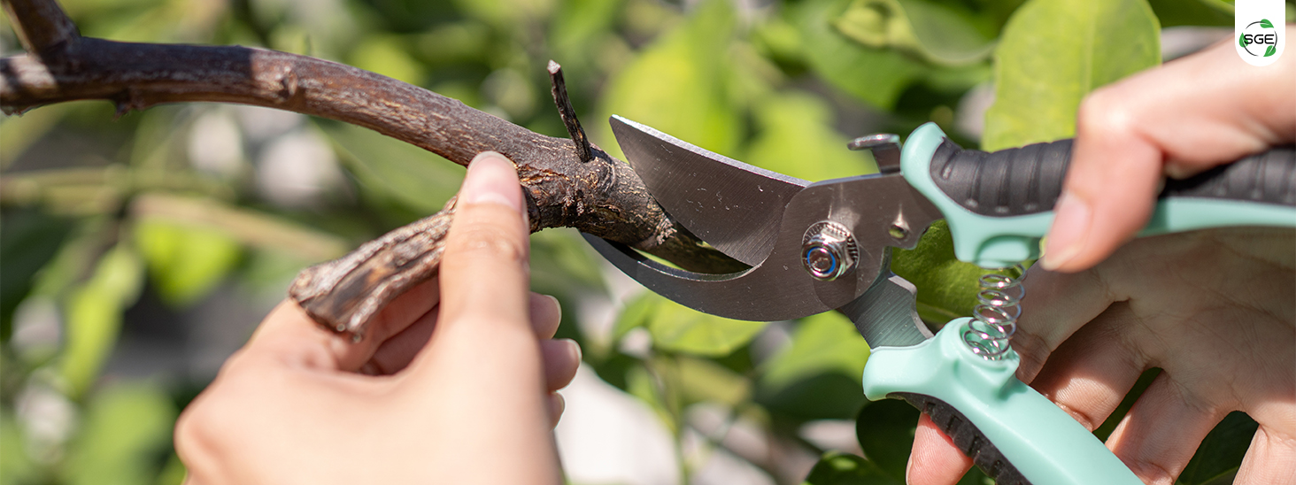 ภาพสินค้าจริง 03 กรรไกรตัดกิ่ง กรรไกรตัดแต่งกิ่ง แบบปากโค้ง ขนาด 7 นิ้ว ภาพสินค้าจริง 03 กรรไกรตัดกิ่ง กรรไกรตัดแต่งกิ่ง แบบปากโค้ง ขนาด 7 นิ้ว