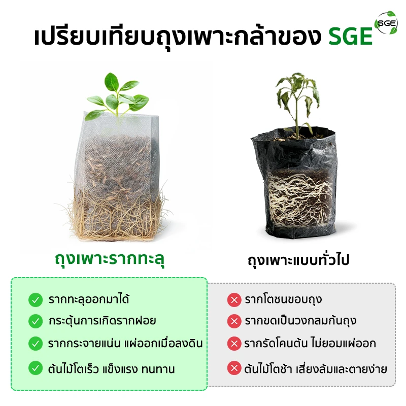 เปรียบเทียบระหว่างถุงเพาะกล้า ถุงเพาะสปันบอนด์ แบบรากทะลุ ของSGE และถุงเพาะกล้าทั่วไป