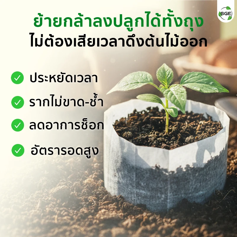 ถุงเพาะกล้า ถุงเพาะสปันบอนด์ แบบรากทะลุ ของSGE สามารถย้ายกล้าลงปลูกได้ทั้งถุง ไม่ต้องดึงต้นไม้ออก