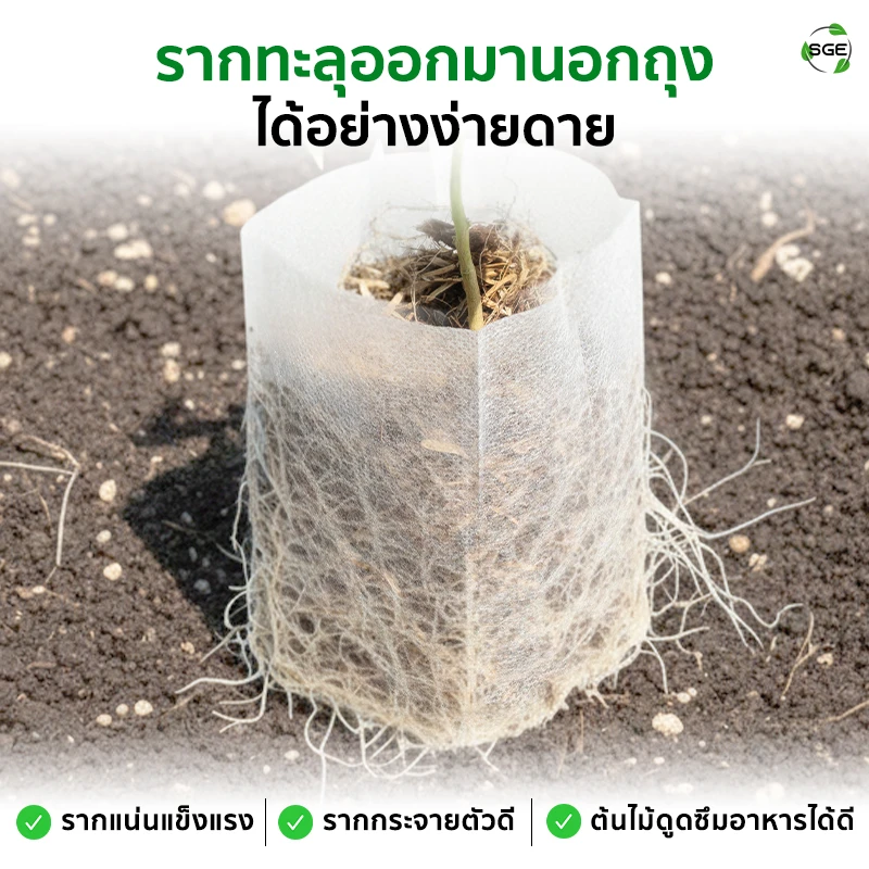 ถุงเพาะกล้า ถุงเพาะสปันบอนด์ แบบรากทะลุ ของSGE ช่วยให้รากแข็งแรง กระจายตัวดี