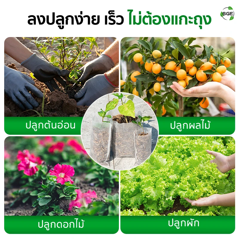 ถุงเพาะกล้า ถุงเพาะสปันบอนด์ แบบรากทะลุ ของSGE ตอบโจทย์ทุกสไตล์การปลูก