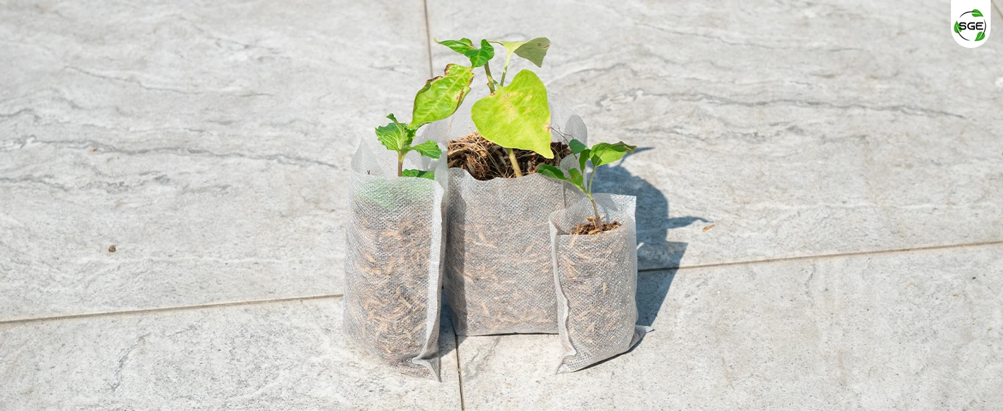 ภาพถ่ายสินค้าจริง ถุงเพาะกล้า ถุงเพาะสปันบอนด์ แบบรากทะลุ ของSGE