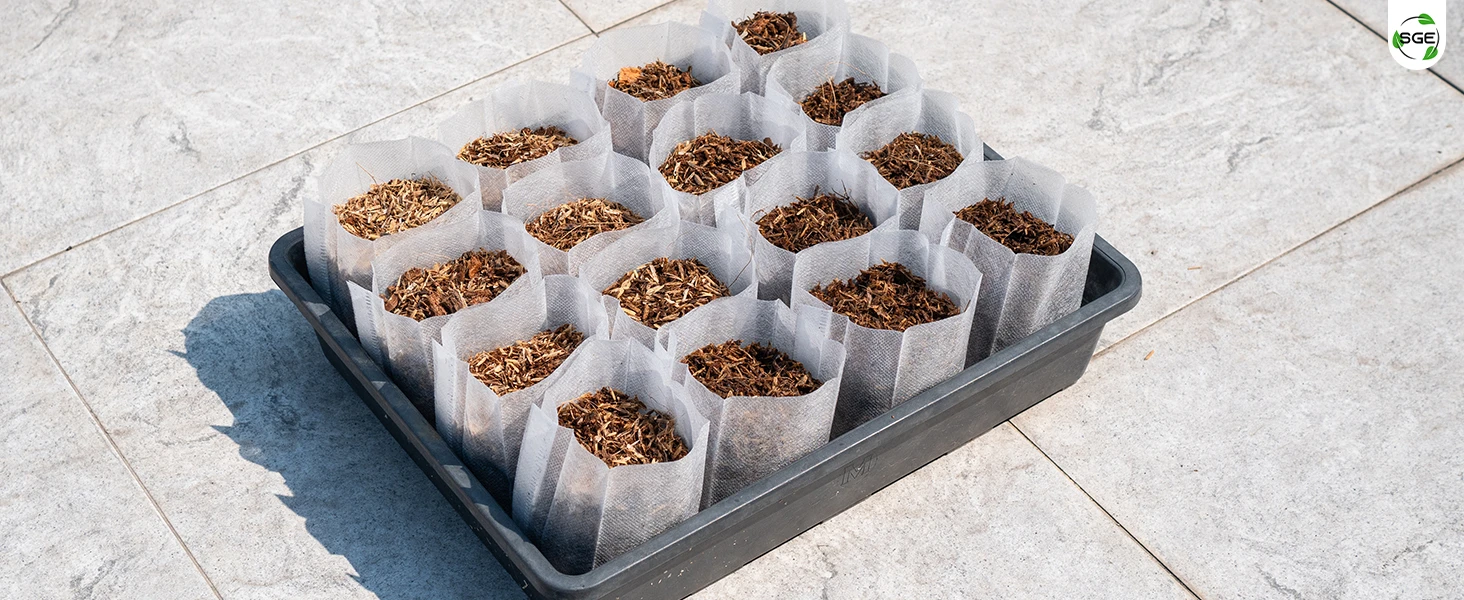 ภาพถ่ายสินค้าจริง ทดลองปลูกโดยใช้ถุงเพาะกล้า ถุงเพาะสปันบอนด์ แบบรากทะลุ ของSGE