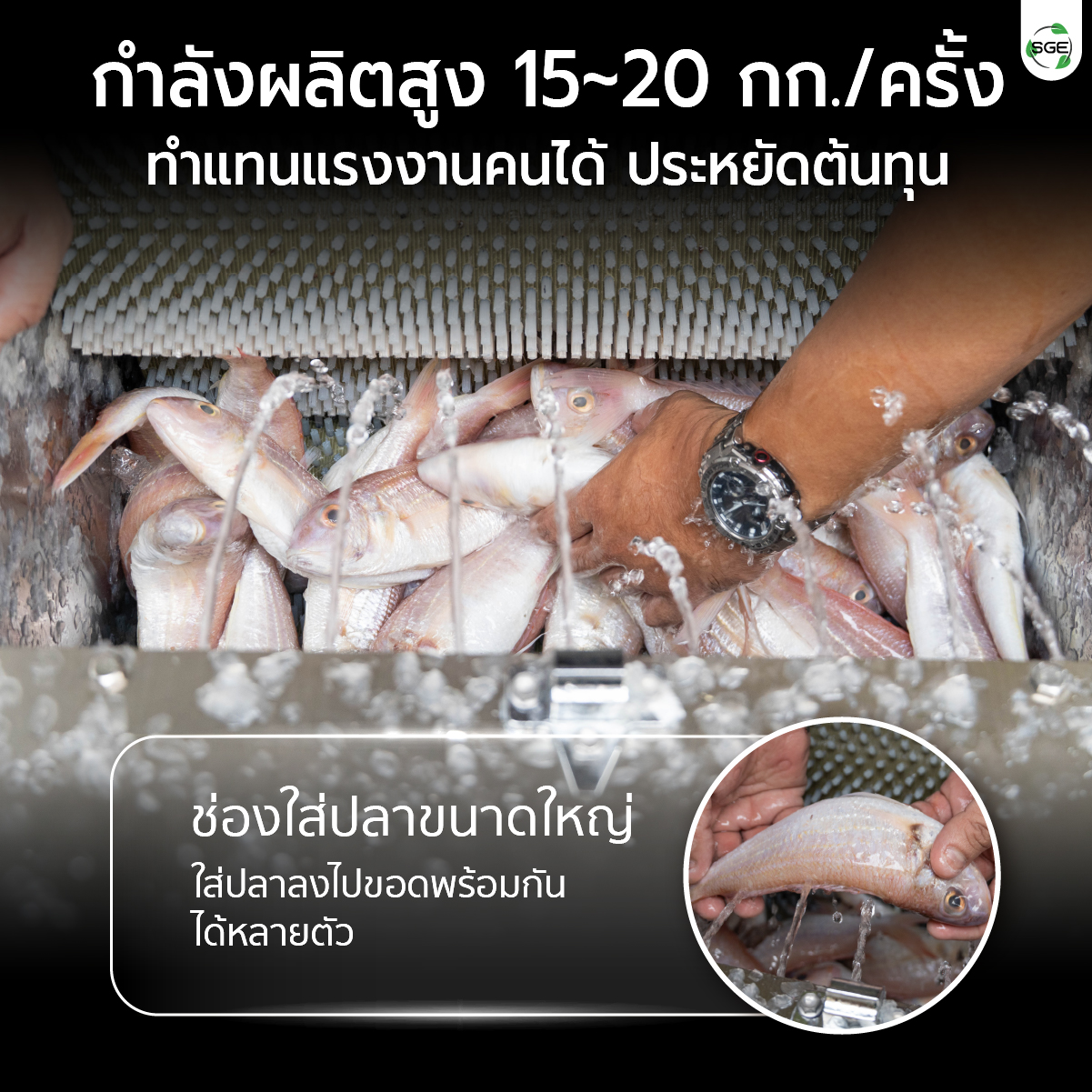 เครื่องขอดเกล็ดปลา SGE