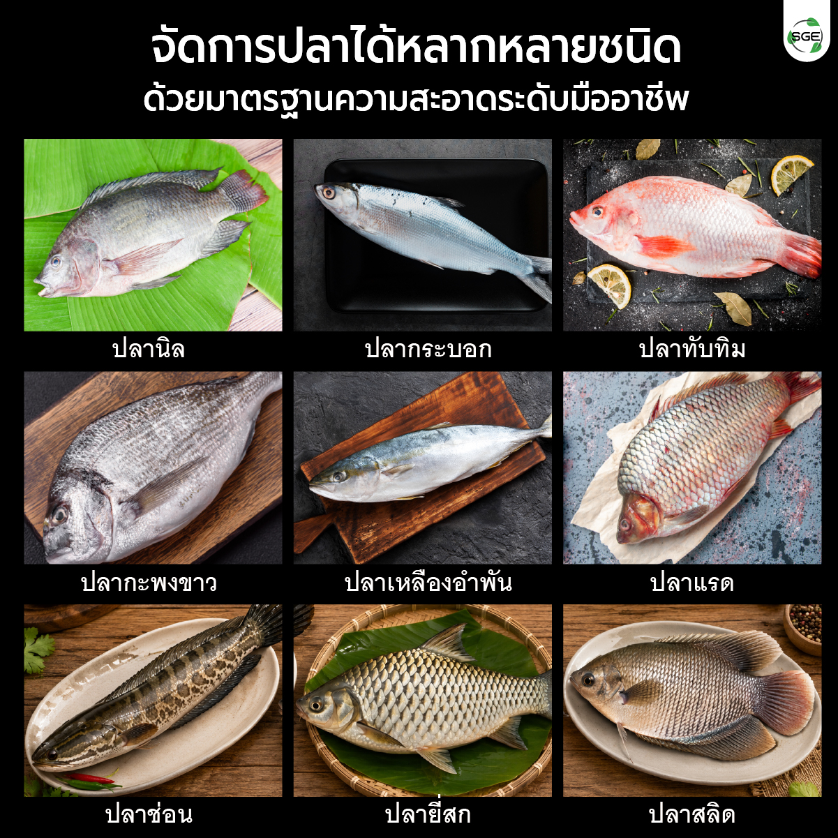 เครื่องขอดเกล็ดปลา SGE