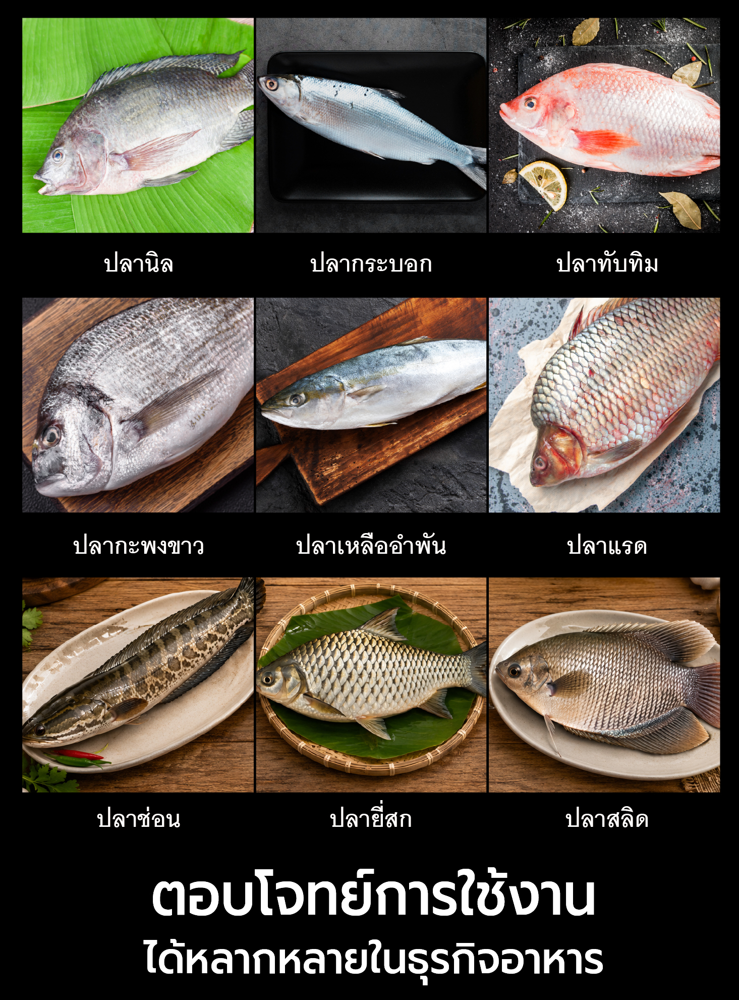 เครื่องขอดเกล็ดปลา ขอดเกล็ดปลาได้หลายชนิด